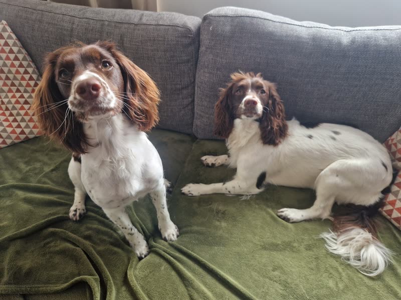 Two liver-and-white springer spaniels resting on a blanket at home