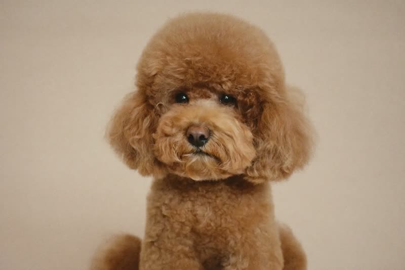 A freshly groomed curly-coated dog sitting calmly