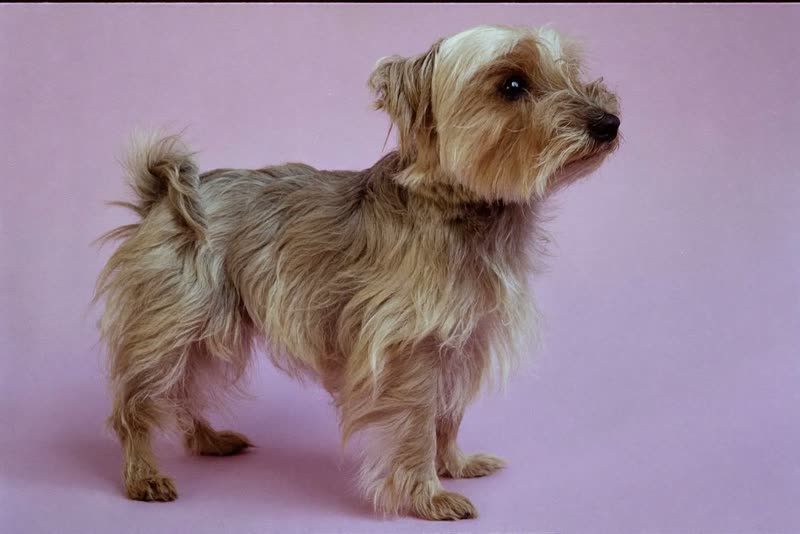 A neatly trimmed wire-haired terrier standing in profile