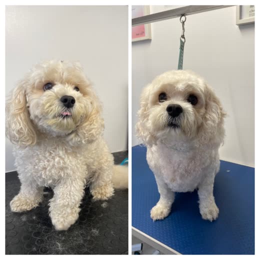 A cream cockapoo before and after a full groom on a blue grooming table