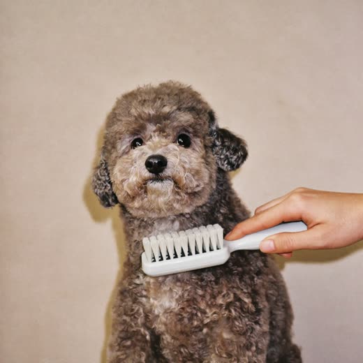 A small dog being brushed out