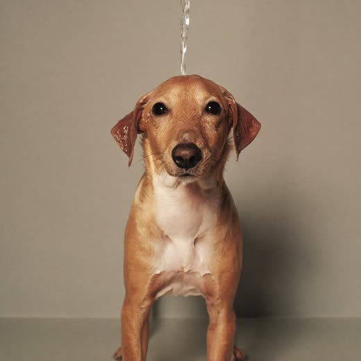 A small dog mid-bath